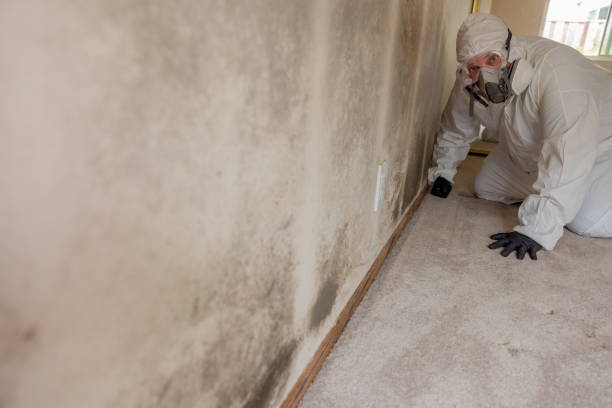 Best Mold Damage Restoration  in Archbold, OH